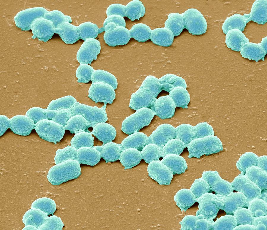 Chlamydia trachomatis neisseria gonorrhoeae. Гонококки микробиология.