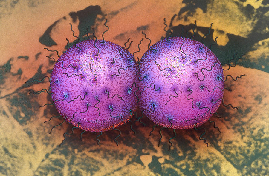 Neisseria Gonorrhoeae Sem Photograph by Chris Bjornberg