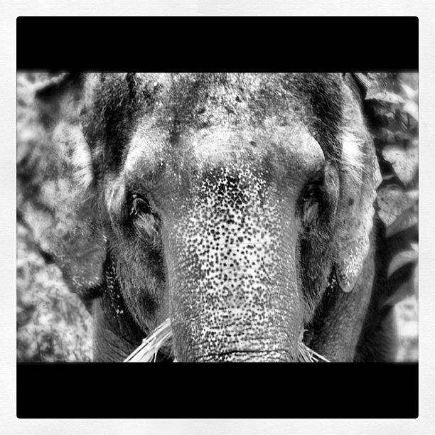 Nelly Photograph - Nelly And Her Trunk by James McCartney