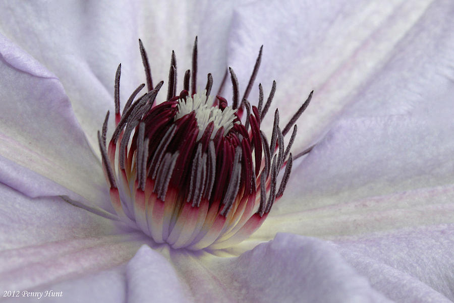 Nelly Moser Clematis Fine Art Print Photograph by Penny Hunt