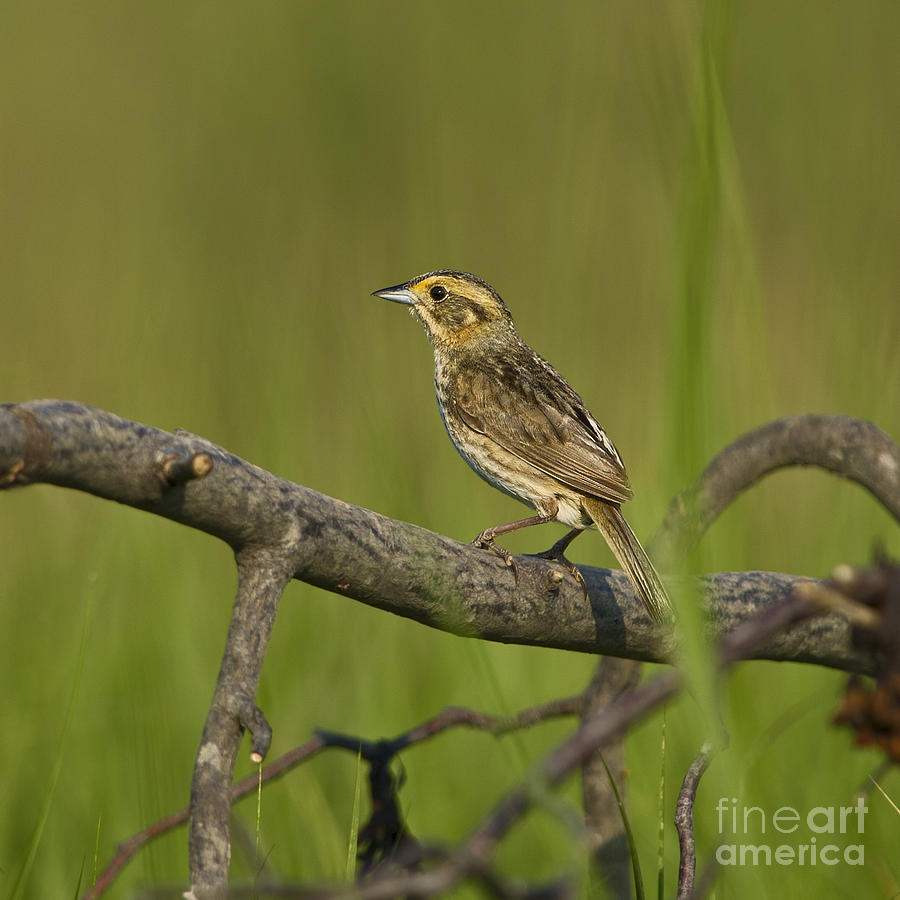 Nature Photograph - Nelsons Sparrow... by Nina Stavlund