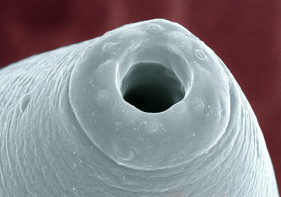 Nematode Mouthpart Photograph By Lynn Carta And Gary Bauchanus