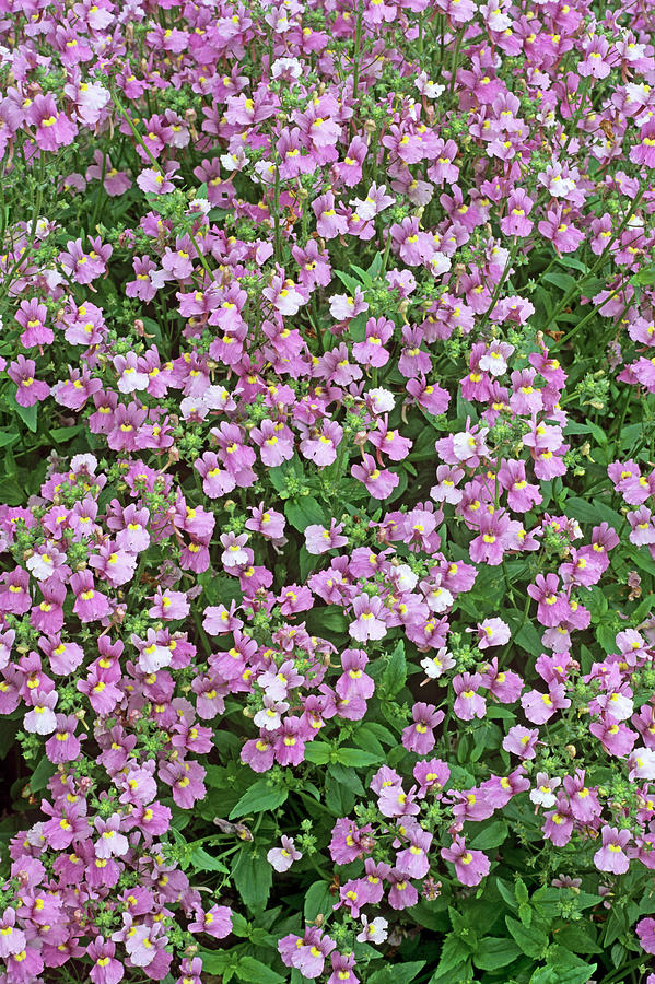 Nemesia Denticulata Photograph By Geoff Kidd Science Photo Library 