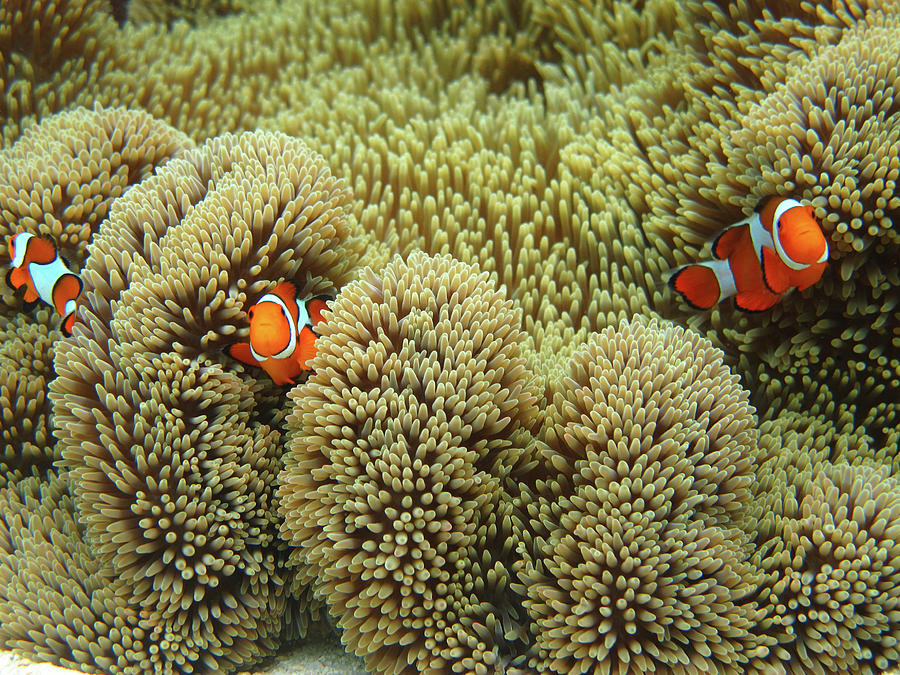 Nemo Family Photograph by Vuk8691