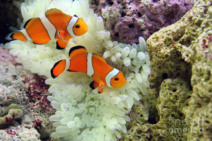 Nemo Photograph