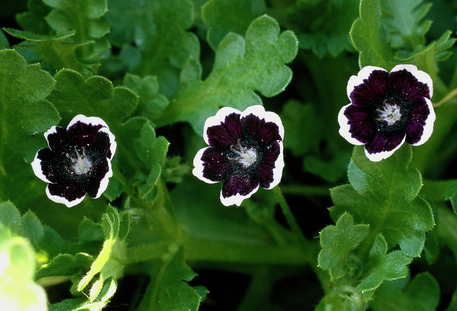 nemophila menziesii penny black