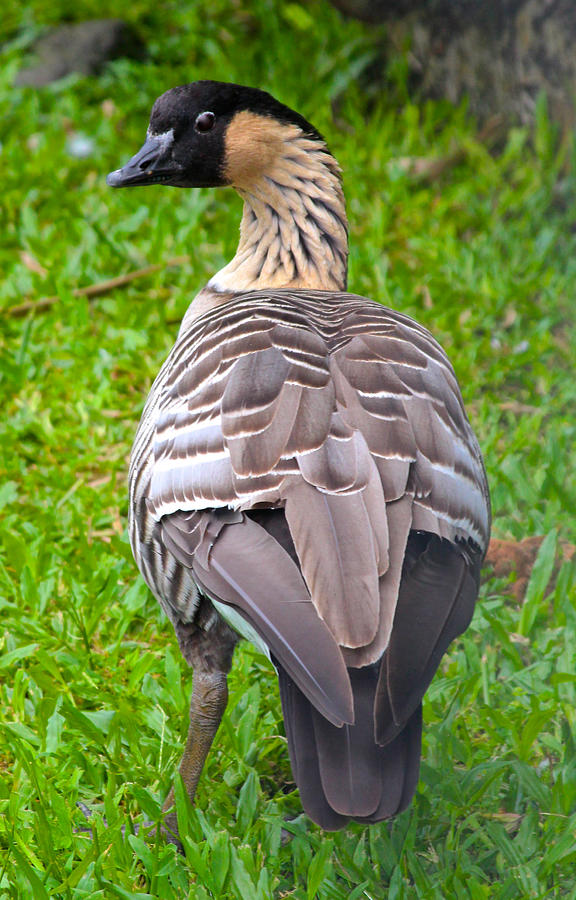 Nene Hawaiian Goose Photograph by Venetia Featherstone-Witty