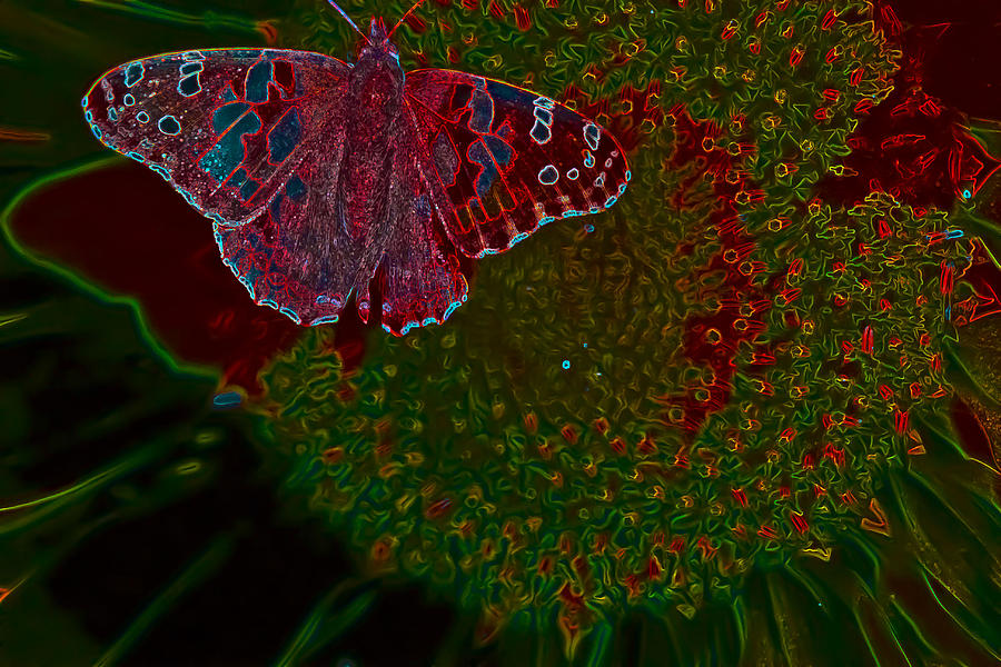 Neon Butterfly Photograph by Barbara Dean
