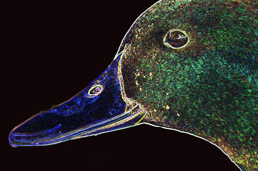 Neon Duck Photograph by Peter Epler - Pixels