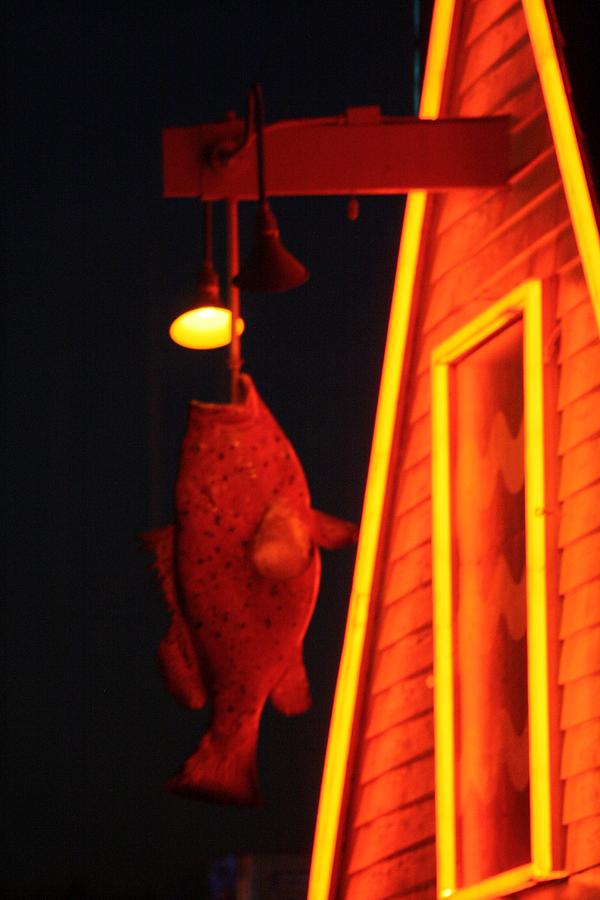 Neon Fish Photograph