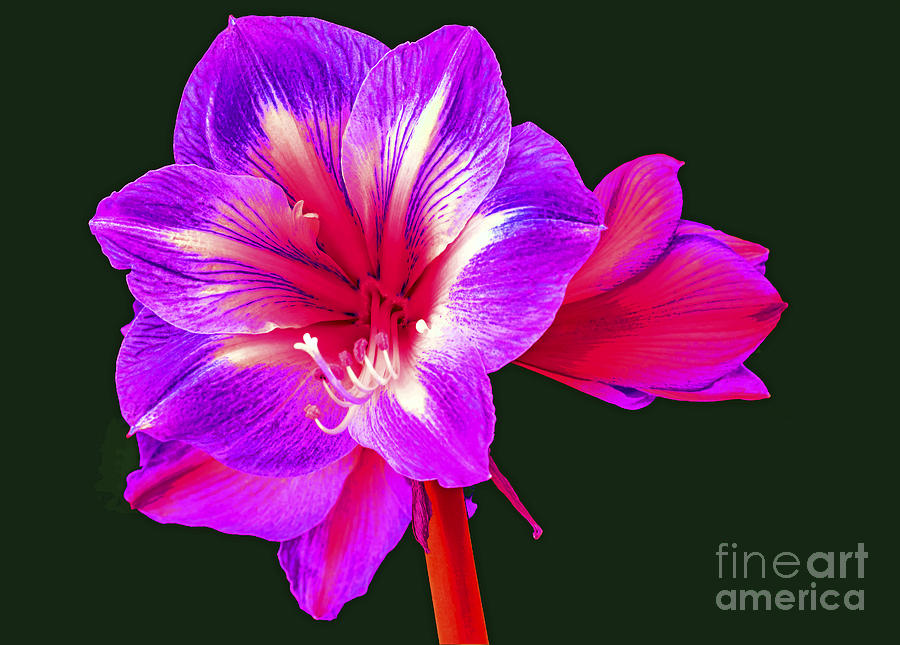 Neon Flower Photograph by Elvis Vaughn