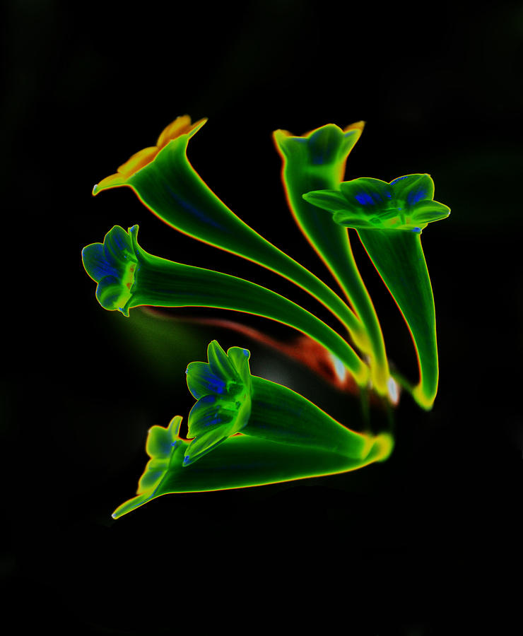 Neon Flowers Photograph by Mike Martin