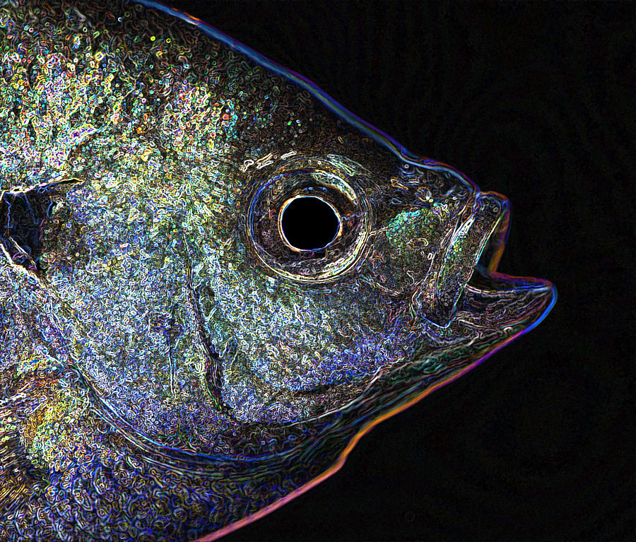 Neon Gill Photograph by John Crothers