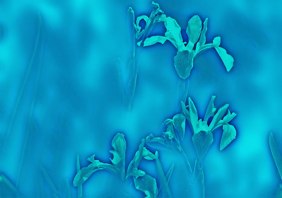 Glorious Lilies  Digital Art by R Thomas Brass