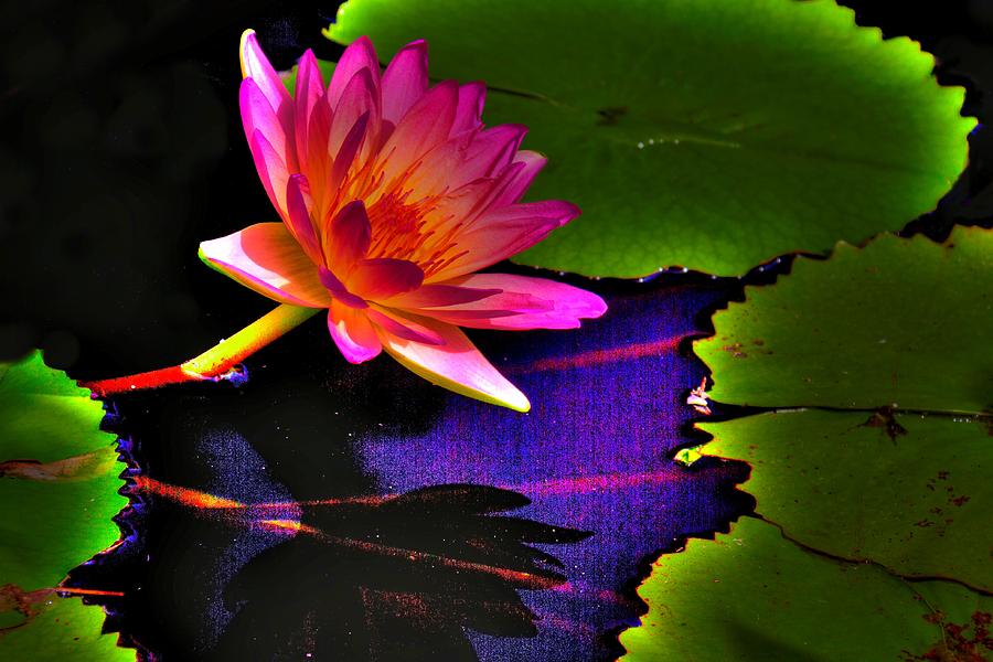 Lily Photograph - Neon Lily by John Absher