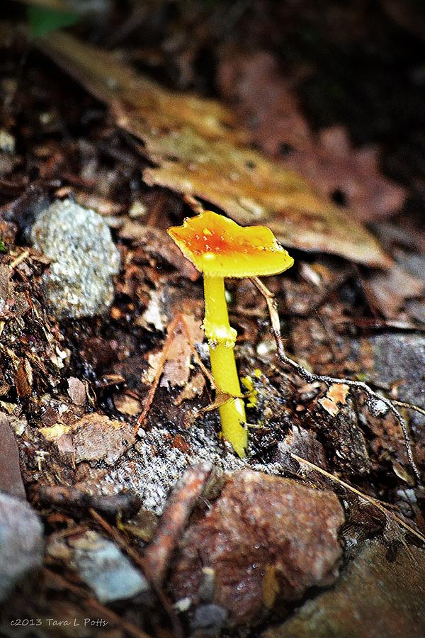 Neon Mushroom Photograph by Tara Potts
