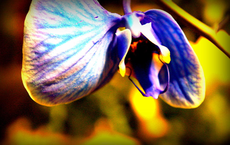 Neon Orchid Photograph by Caryn La Greca