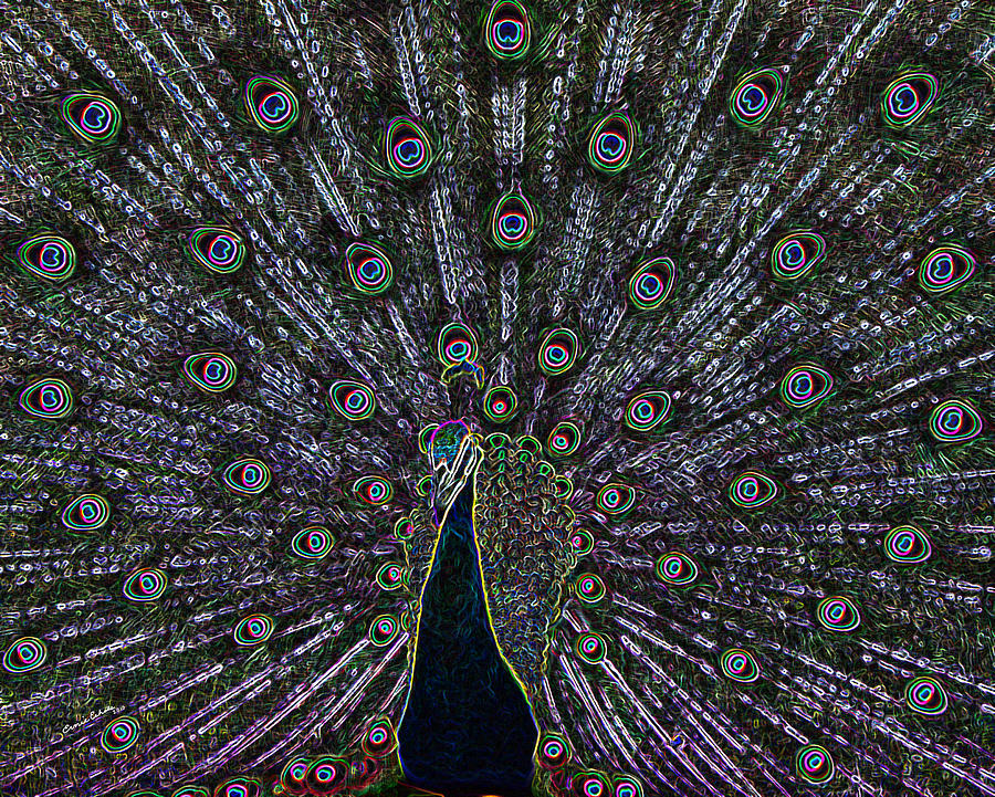 Neon Peacock Photograph by Ernest Echols