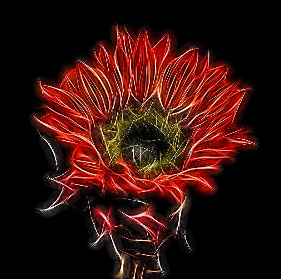 Sunflower Photograph - Neon Red Sunflower by Judy Vincent