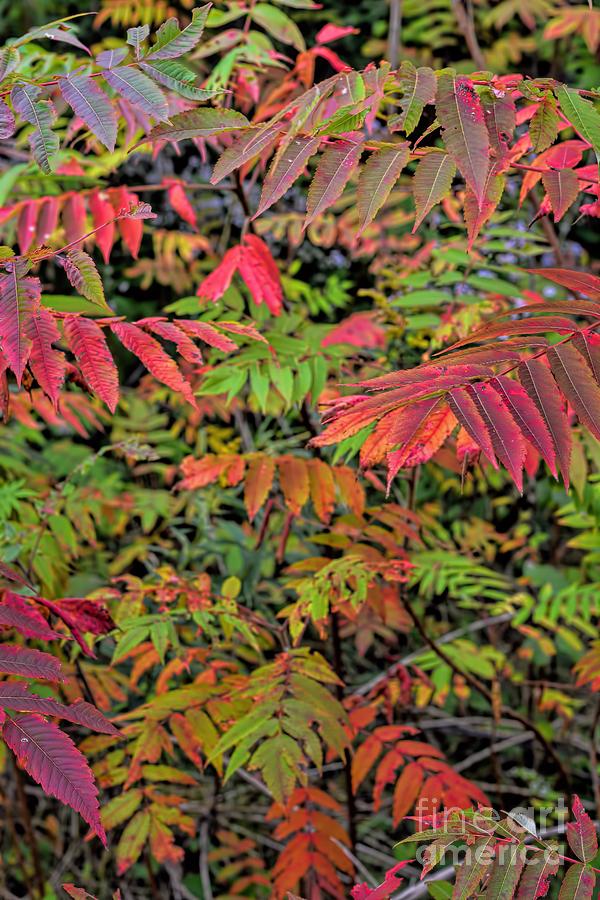 Fall Photograph - Neon Sumac - Autumn by Henry Kowalski