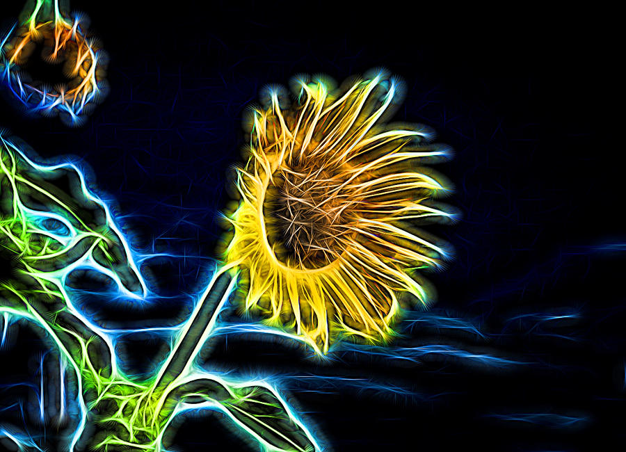 Neon Sunflower Photograph by Alan Hutchins