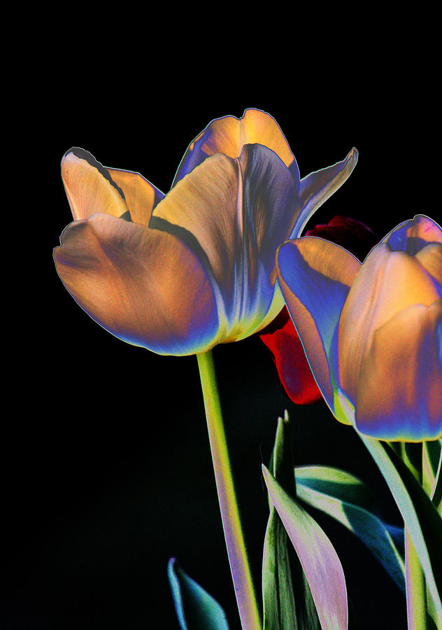Neon Tulips Digital Art by Joseph Coulombe