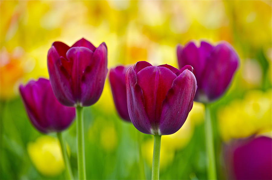 Neon Tulips Photograph by Julie Cowin - Pixels