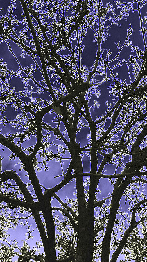 Tree Digital Art - Neon Winter Tree by Eric Forster
