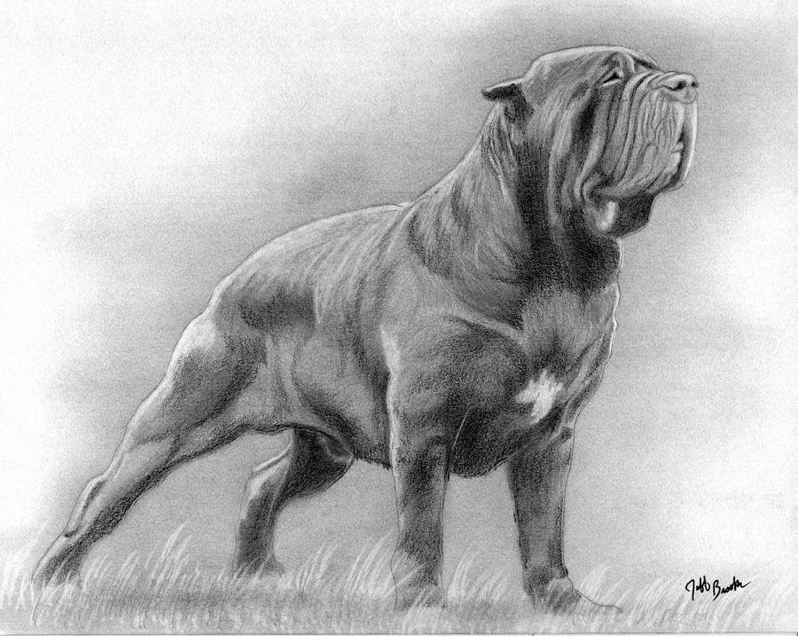 Neopolitan Mastiff Dog Drawing by Olde Time Mercantile Fine Art America