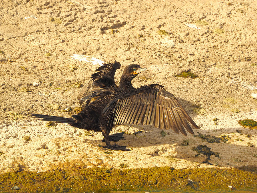 Neotropic Cormorant Photograph by C H Apperson