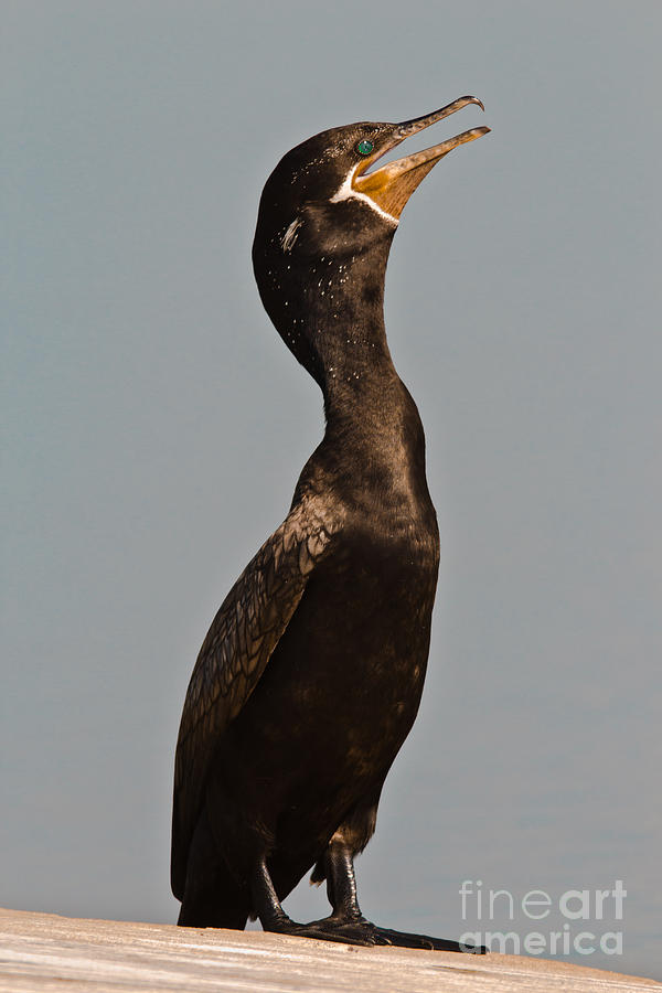 Nature Photograph - Cormorant by Robert Frederick