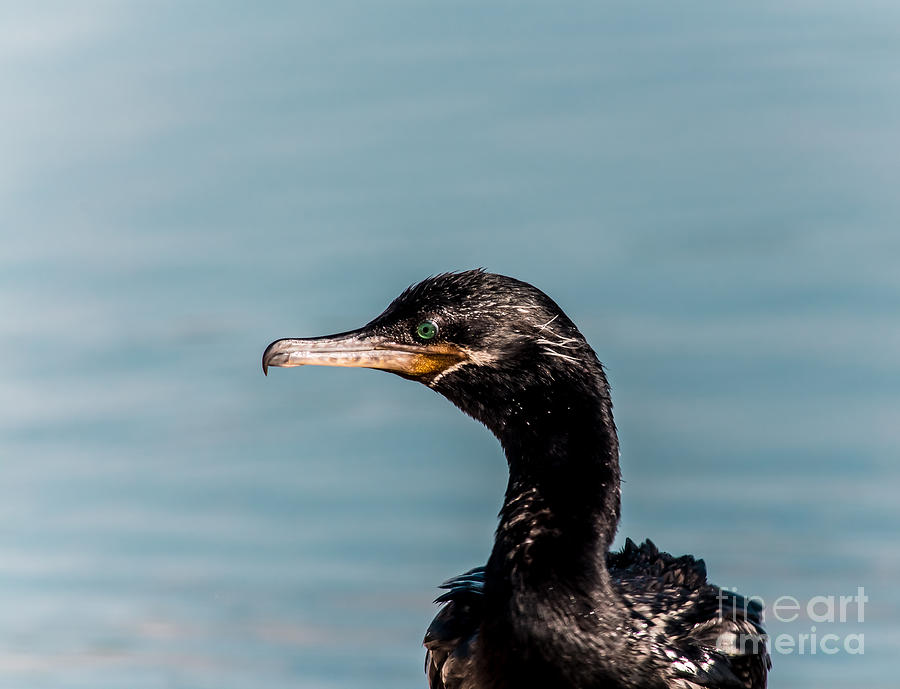 Neotropic Cormorant Photograph by Robert Frederick
