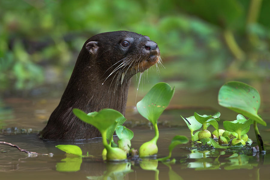 Neotropical Otter