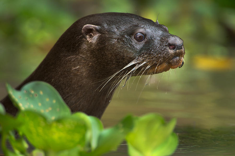 Neotropical Otter Lontra Longicaudis Photograph by Panoramic Images ...