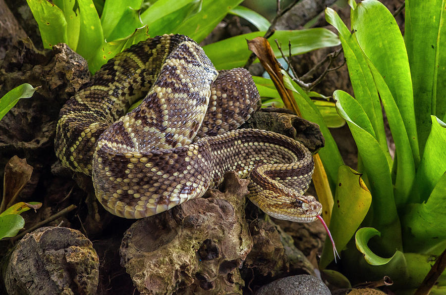 Neotropical Rattlesnake Photograph by Richard J. Green
