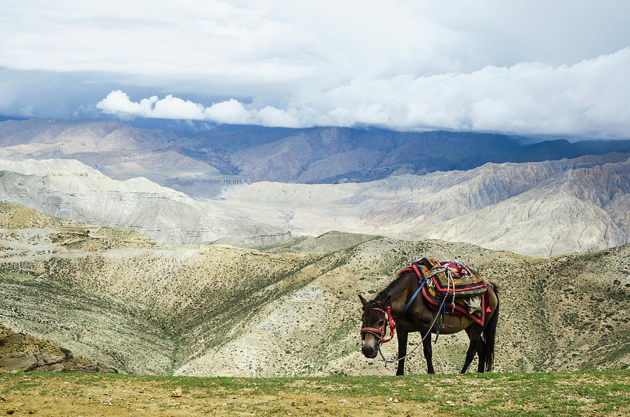 Nepalese Horse Rests On A Mountain Pass Photograph by Sergey Orlov / Design Pics