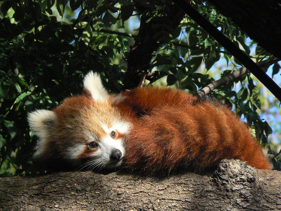 Wildlife Photograph - Nepalese Red Panda by Margaret Saheed