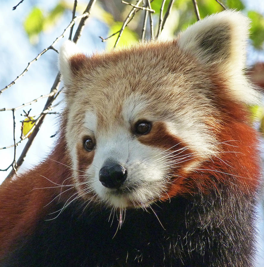 Nepalese Red Panda Portrait Photograph by Margaret Saheed