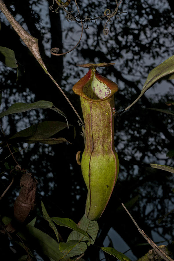 Nepenthes adrianii spec. Nov Photograph by Abel Emha