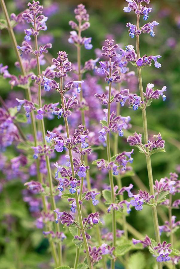 Nepeta six Hills Giant Flowers Photograph by Science Photo Library Nepeta six Hills Giant Flowers Photograph by Science Photo Library