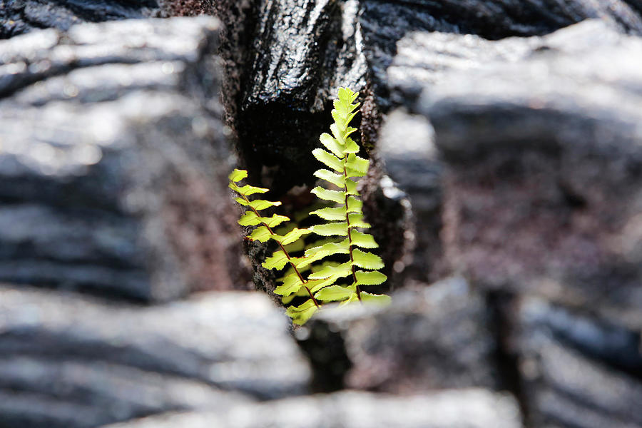 Nephrolepis Brownii Fern In Hardened Lava Photograph by Science Photo Library Nephrolepis Brownii Fern In Hardened Lava Photograph by Science Photo Library