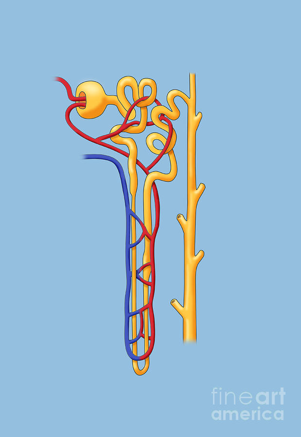 Nephron Of The Kidney, Illustration Photograph by Monica Schroeder