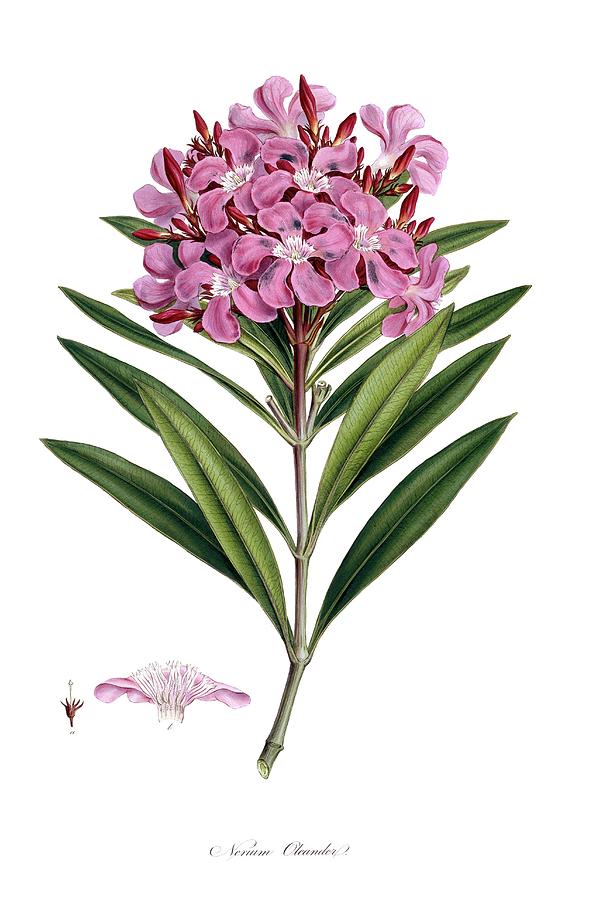 Nerium Oleander Photograph by Natural History Museum, London/science ...