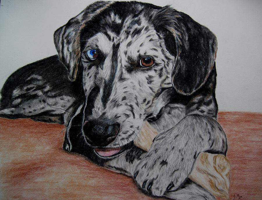 Dog Drawing - Nero by Joan Pye