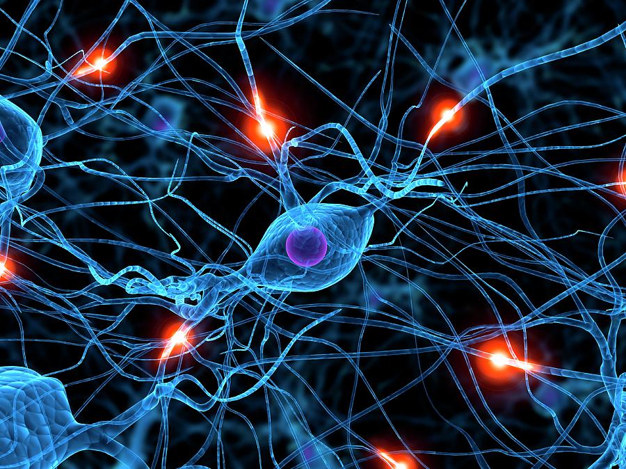 Nerve Cell Network Photograph by Sebastian Kaulitzki