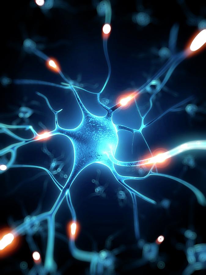 Nerve Cell Photograph by Sebastian Kaulitzki