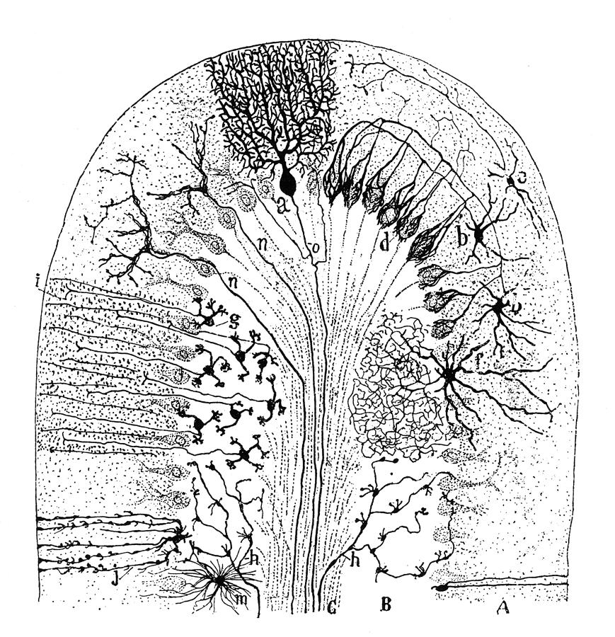 Nerve Cells, 1894 Drawing by Granger