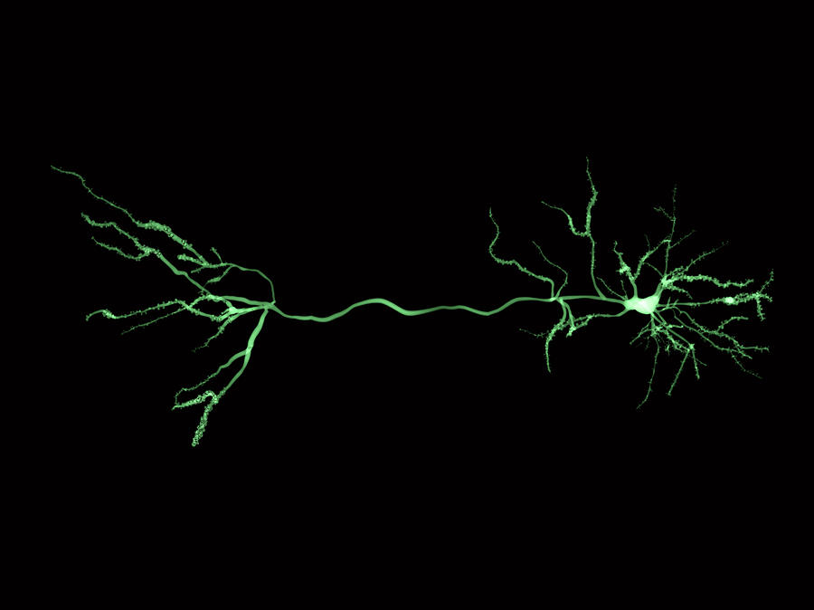 Nerve Cells And Synapse, Illustration Photograph by Juan Gaertner