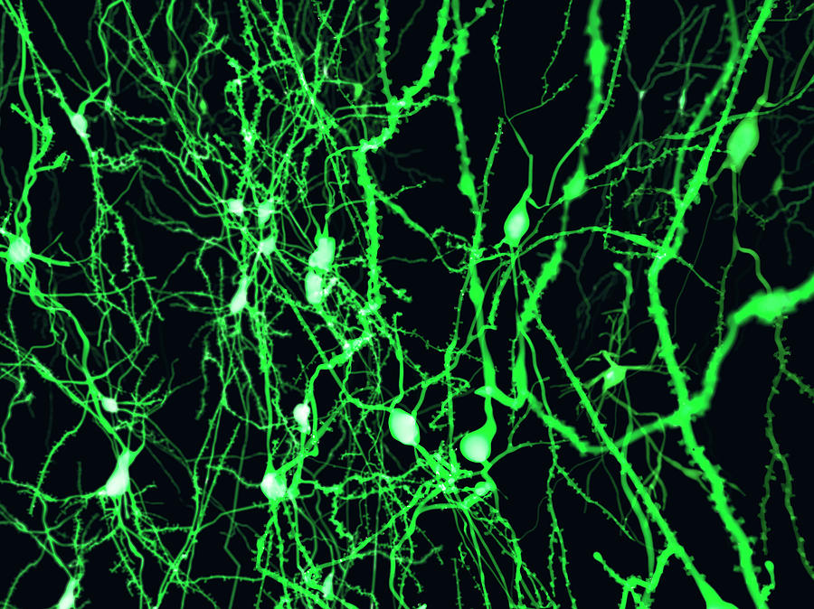 Nerve Cells, Illustration Photograph by Juan Gaertner
