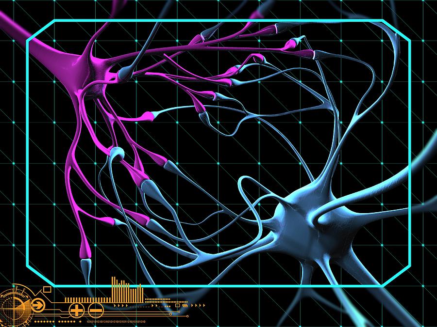 Nerve Cells Photograph by Laguna Design/science Photo Library